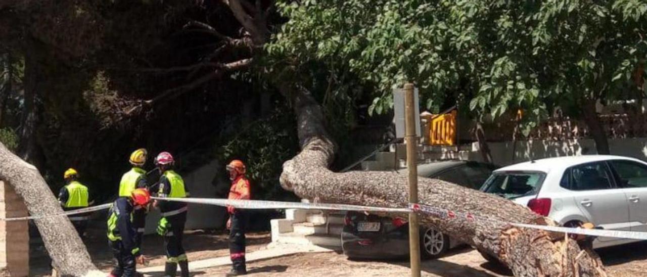 Un gran pino cae en Muro | PROTECCIÓN CIVIL