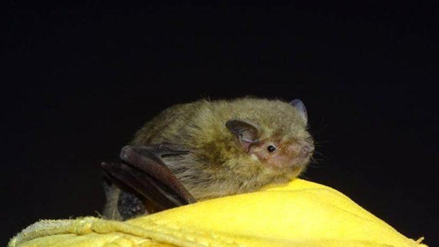 ANSE confirma la reproducción de murciélagos en cajas nido instaladas en Calasparra