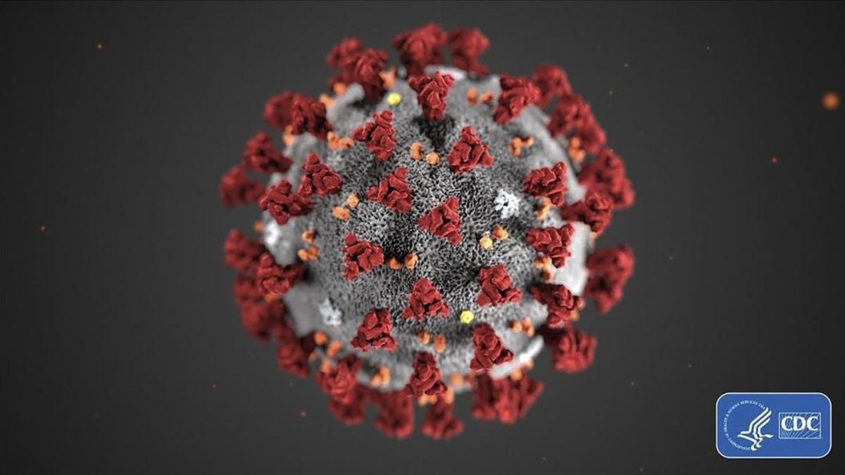 Esta es la morfología estructural del coronavirus