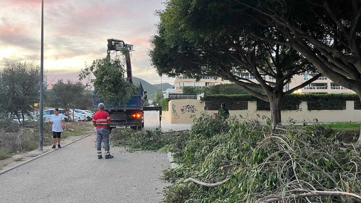 Trabajos de poda en Ibiza.