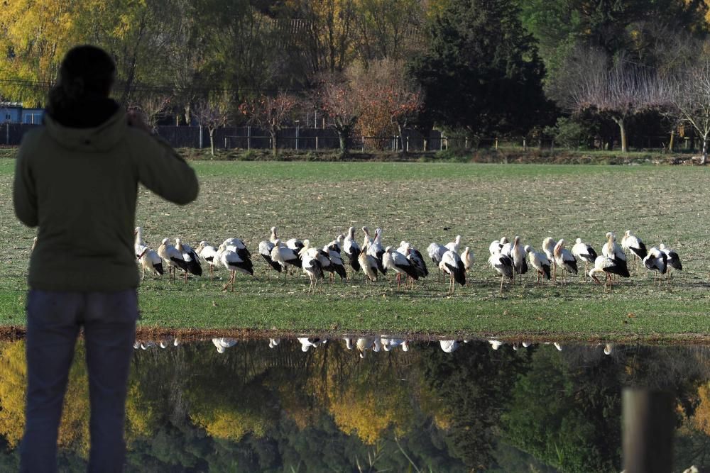 Les cigonyes tornen a l'Estany de Banyoles