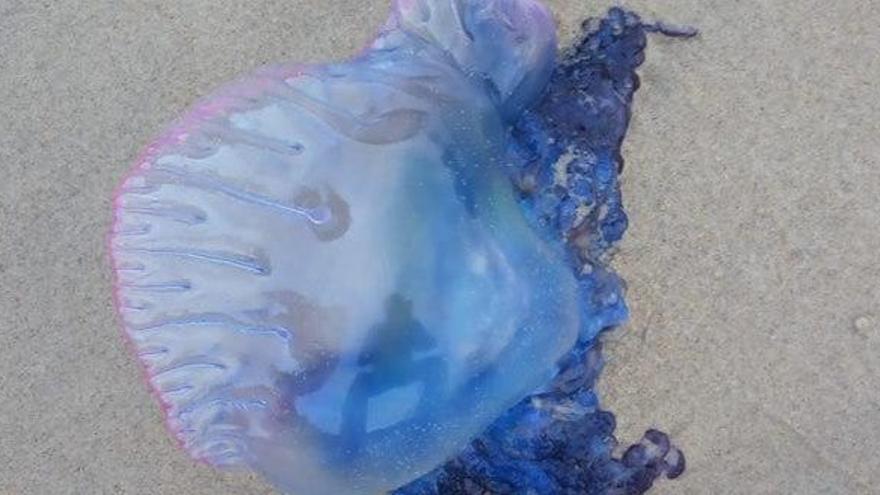 Localizan en Llanes dos medusas &quot;muy venenosas&quot;