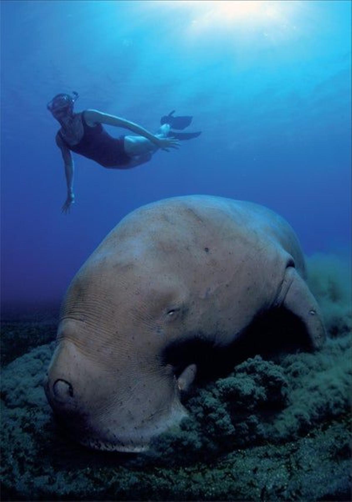 Los aficionados a la naturaleza tienen en Vanuatu la ocasión única de avistar el dugong, un tranqu