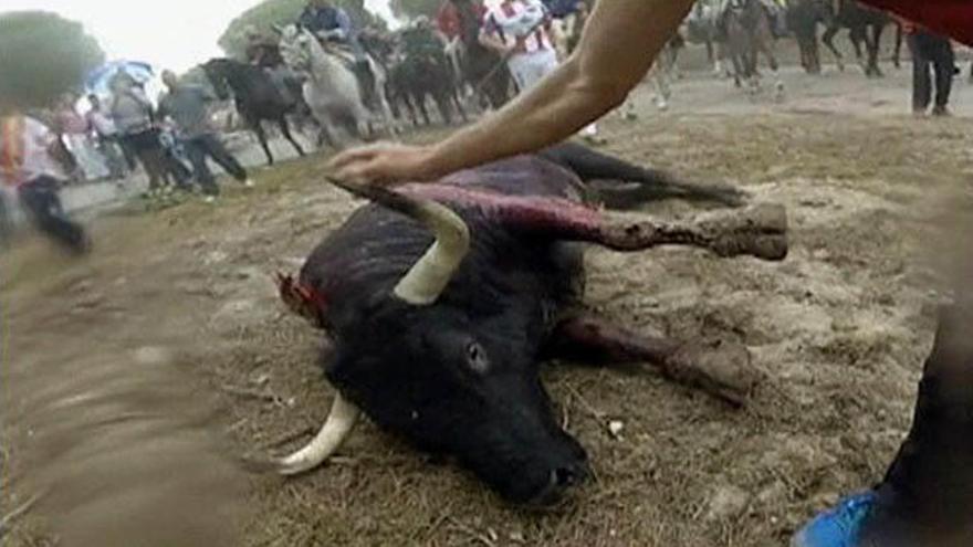 Imágenes de video facilitadas por el partido animalista Pacma del tradicional Toro de la Vega, ayer en Tordesillas.