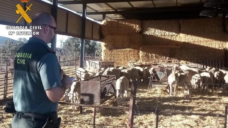 Dos detenidos por el robo de medio centenar de borregos en Hinojosa del Duque