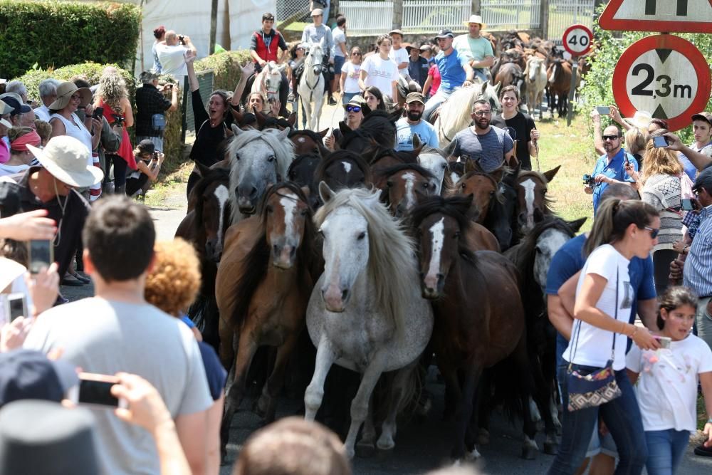 Miles de personas presencian en Sabucedo los curros - La manada llegó al pueblo al mediodía.