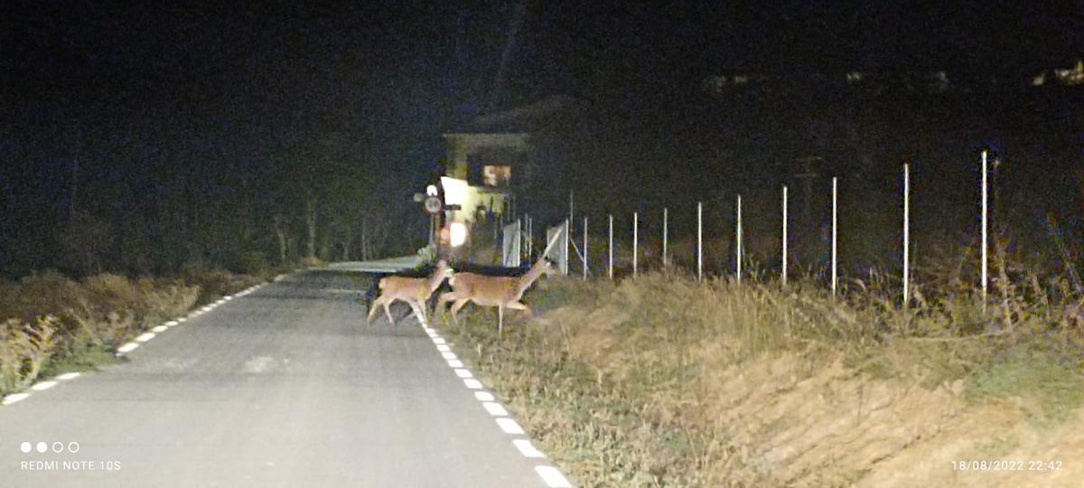 Ciervos circulando por una zona de cultivos en la Sarga.