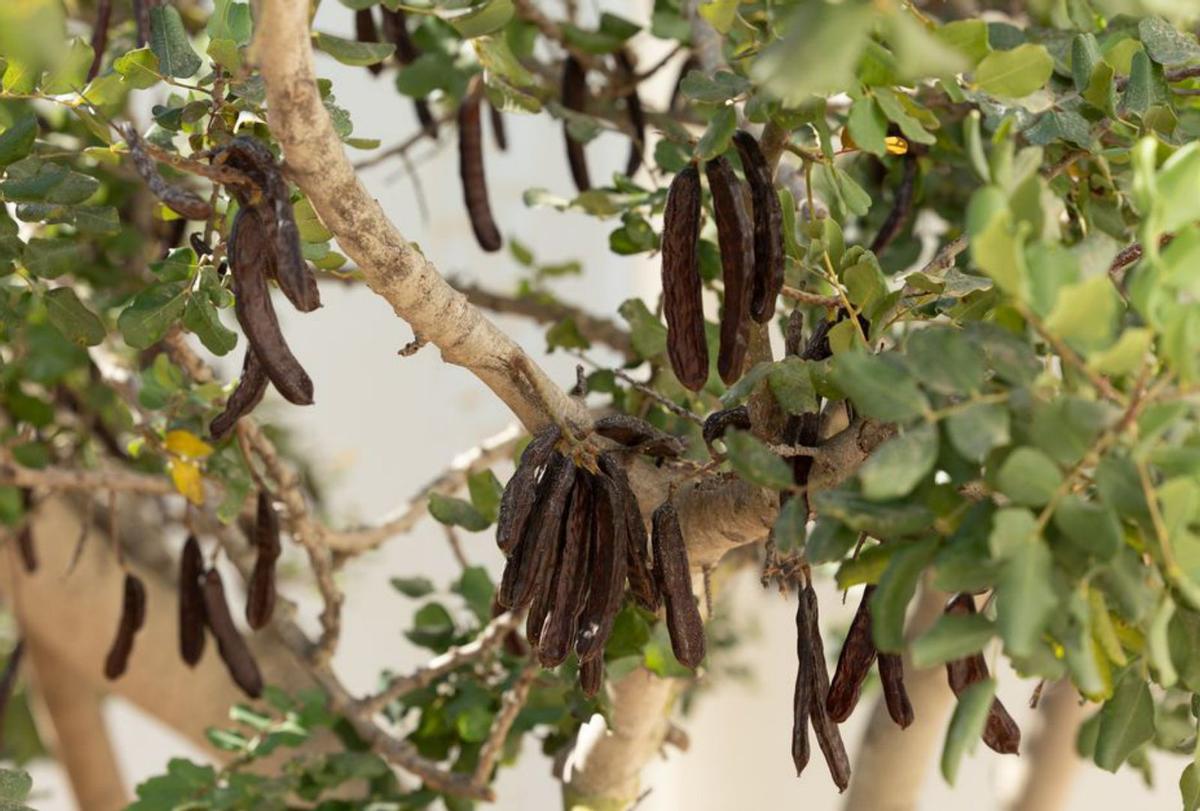 La algarroba ibicenca se utiliza para hacer desde chocolates hasta licores. | VICENT MARÍ