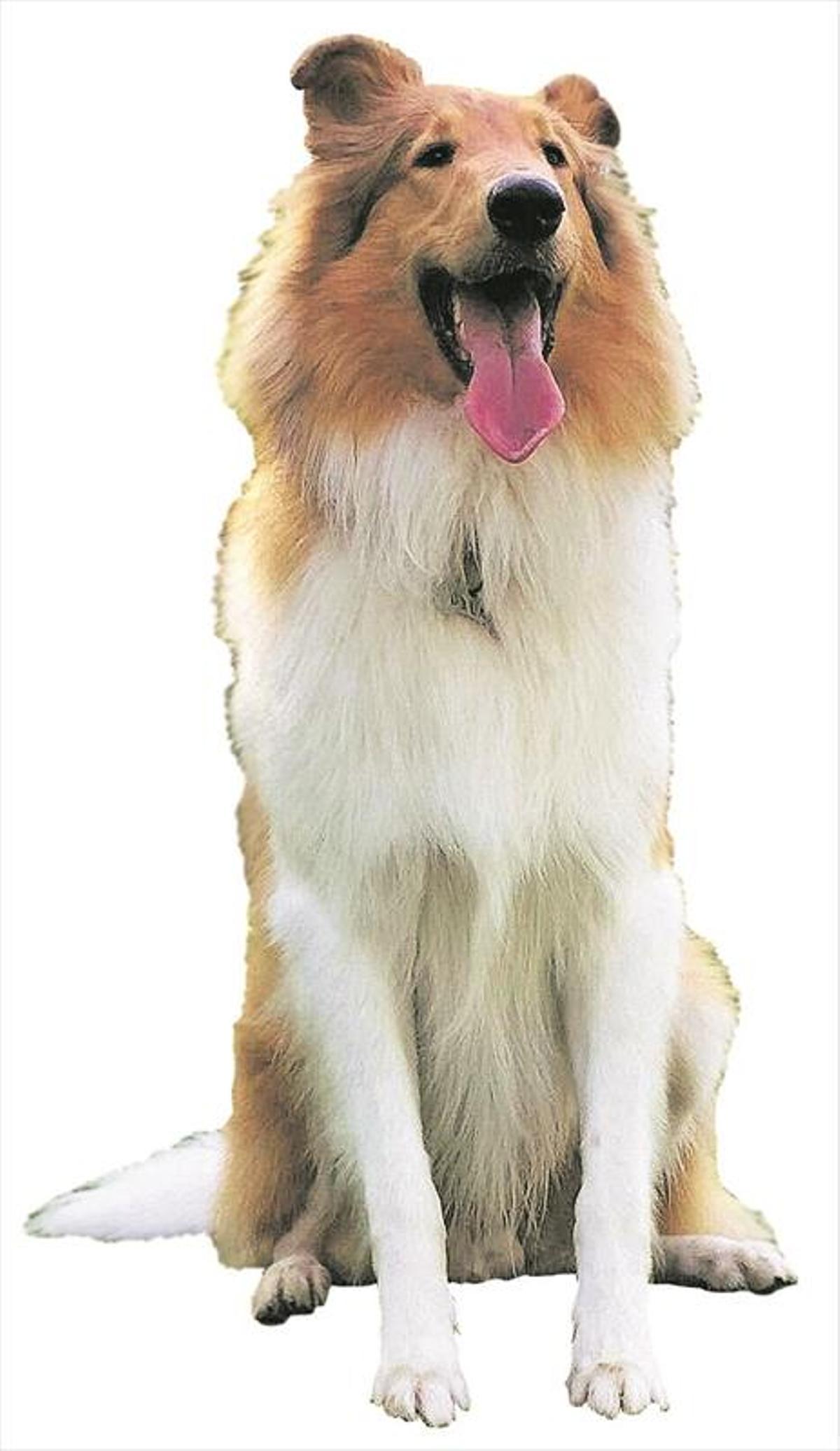 Pon un perro en tu campaña