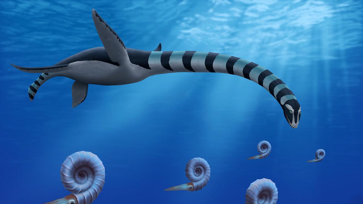 Resuelven el misterio de unos fósiles marinos con el descubrimiento de una nueva especie