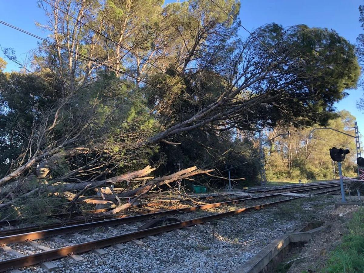 Imagen de un árbol caído en la vía en Sant Jordi Desvalls, donde un tren de la R11 ha chocado