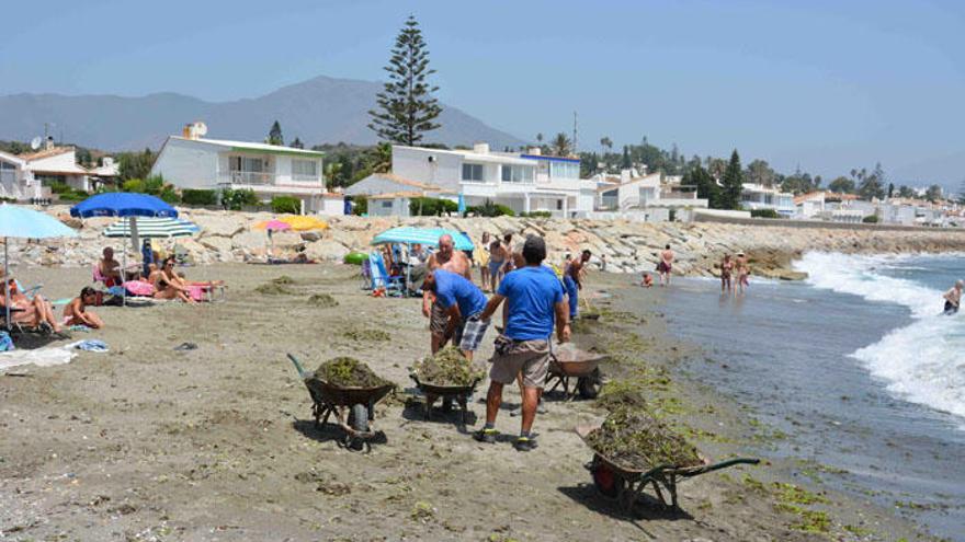 Varios operarios retiran las algas, ante la presencia de los bañistas, en Bahía Dorada.