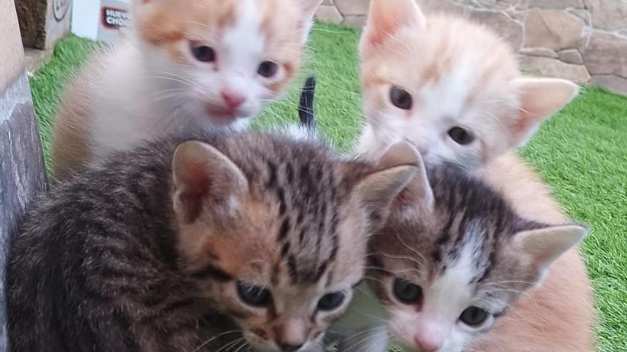 Gatitos recién nacidos en Malpartida de Cáceres