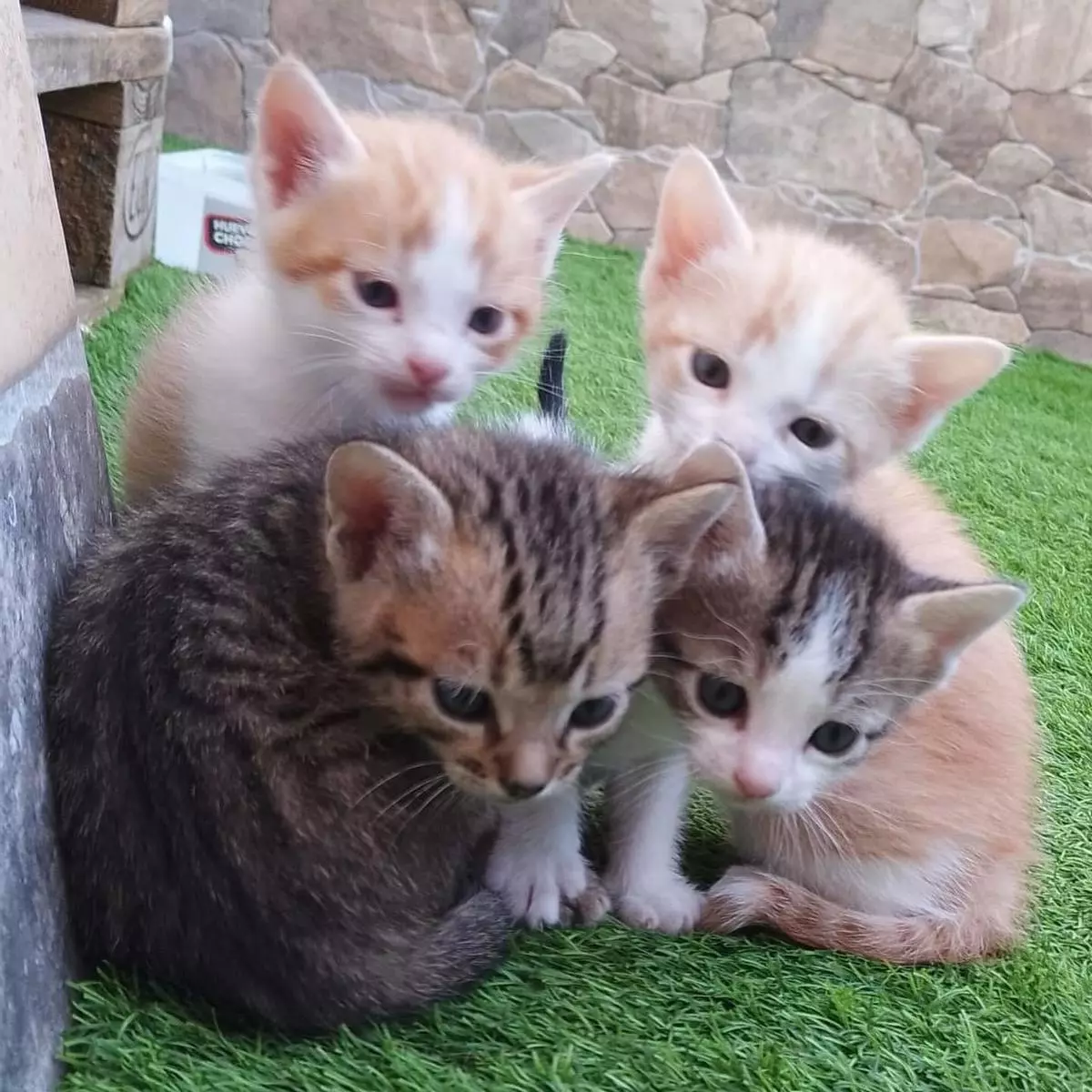 Se busca hogar para cuatro gatitos en Malpartida de Cáceres