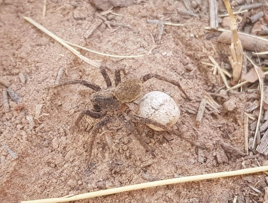 Aràcnid. Quan arriba l’estiu, les aranyes comencen a pondre els seus ous, com la de la foto, que els porta a sobre com si fossin un sac.