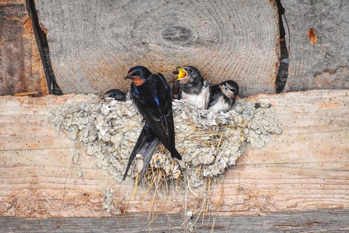 Nido de golondrina bajo un tejado