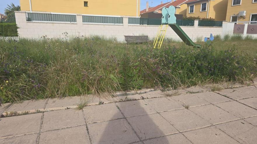 Parques y jardines del barrio siglo XXI llenos de maleza y sin mantenimiento.