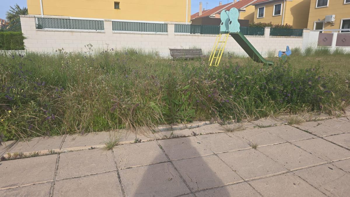 Parques y jardines del barrio siglo XXI llenos de maleza y sin mantenimiento.
