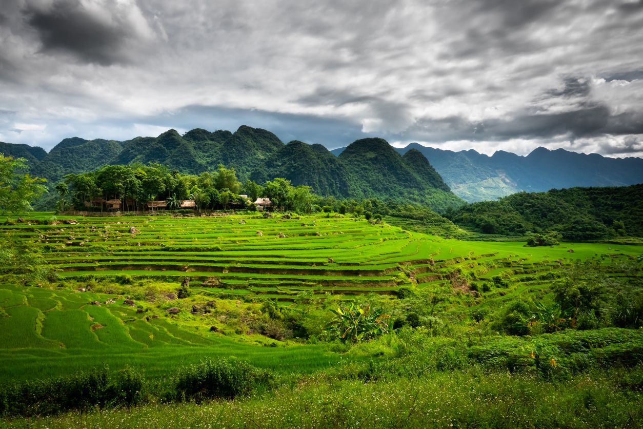 Campos de arroz de Mai Chau
