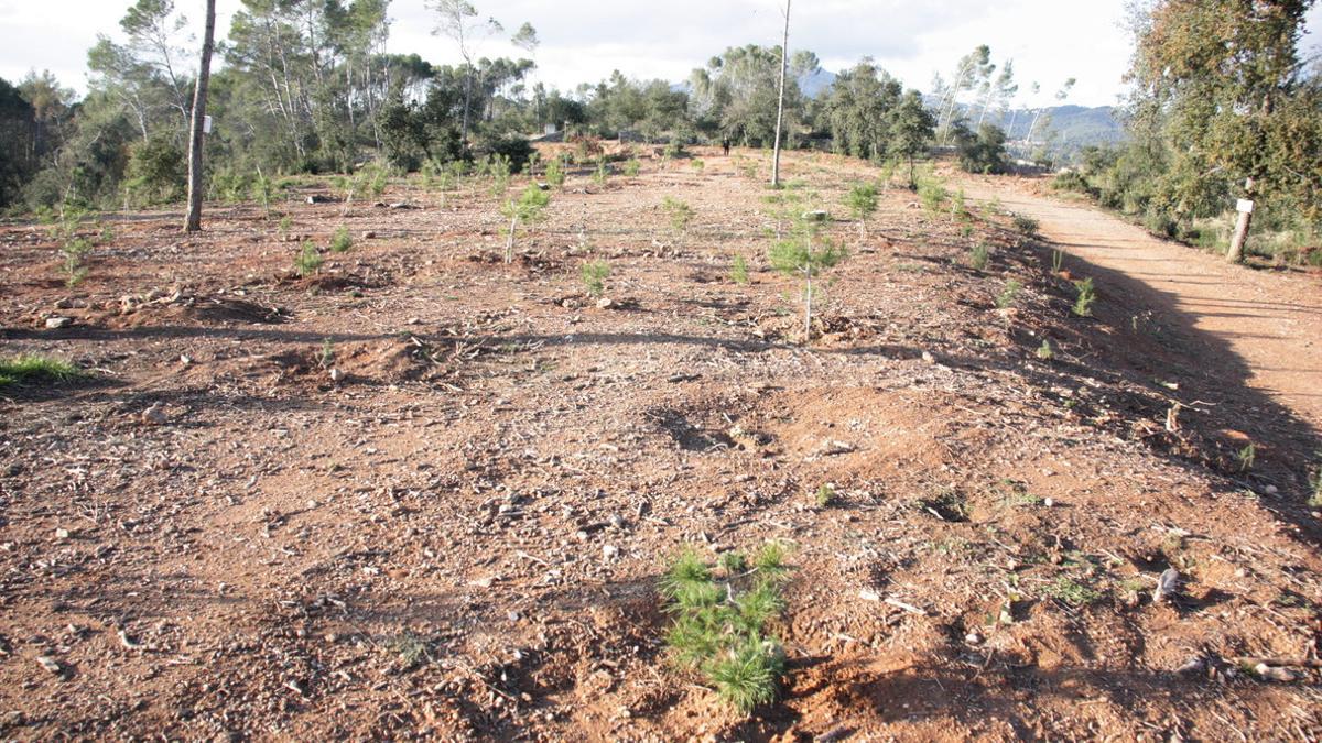 El Bosque de Can Deu dos años después del vendaval.