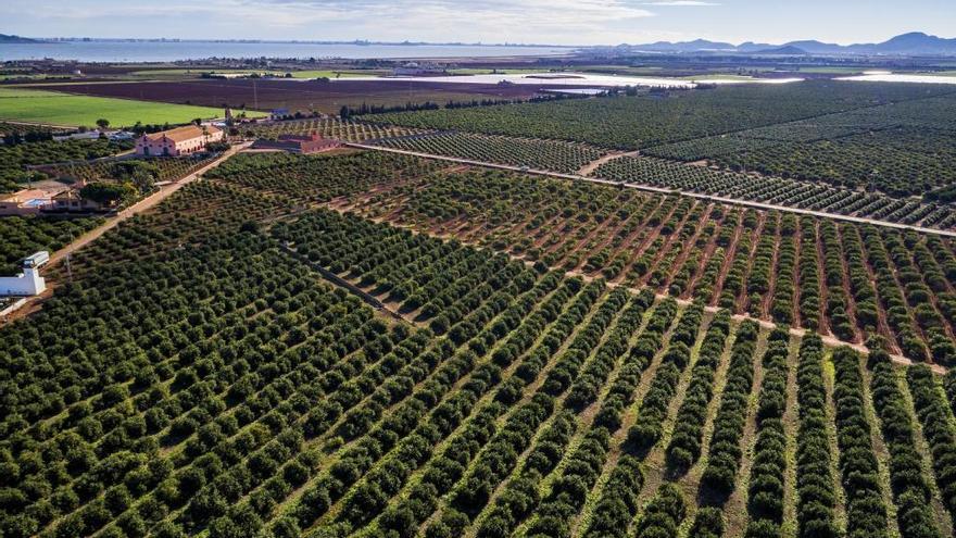 Hacienda del Pino, que produce limones ecológicos
