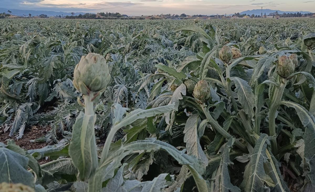 Un campo de alcachofas que muestra las repercusiones de las bajas temperaturas registradas esta semana.