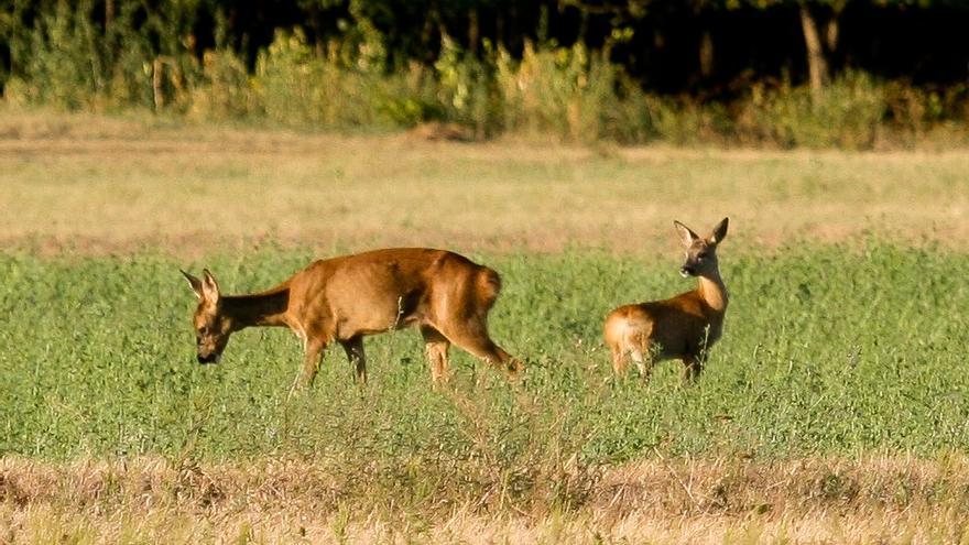 El &quot;gusano de las narices&quot; afecta gravemente a la población de corzos y reduce las cacerías en un 80%