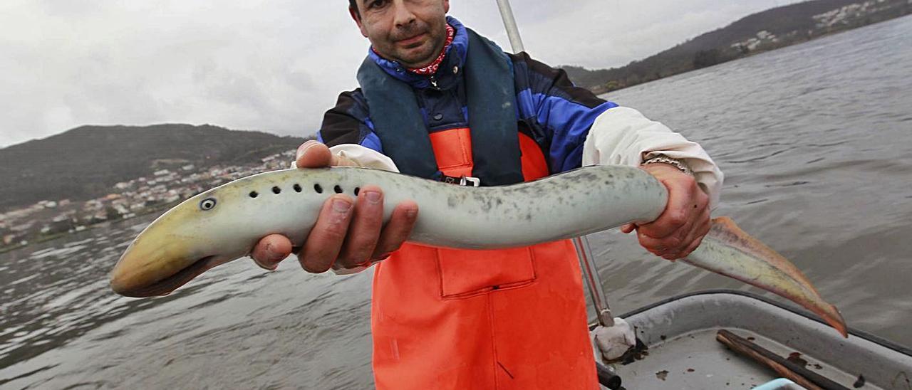 Un pescador del Baixo Miño muestra una lamprea. |   // R. GROBAS