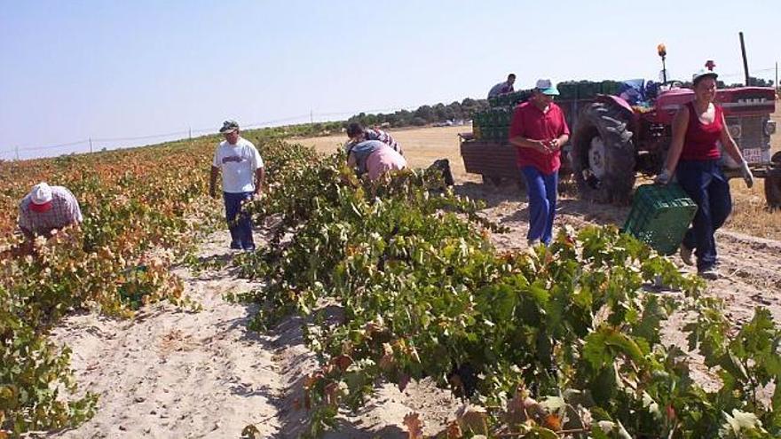 Vendimiadores de la Tierra del Vino durante la pasada campaña.