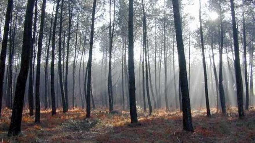 El bosque de las Landas, el pulmón más extenso de Francia.