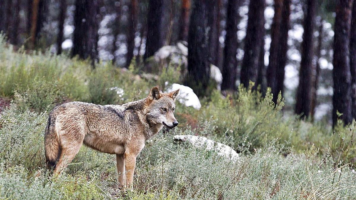 Vista de un ejemplar de lobo.