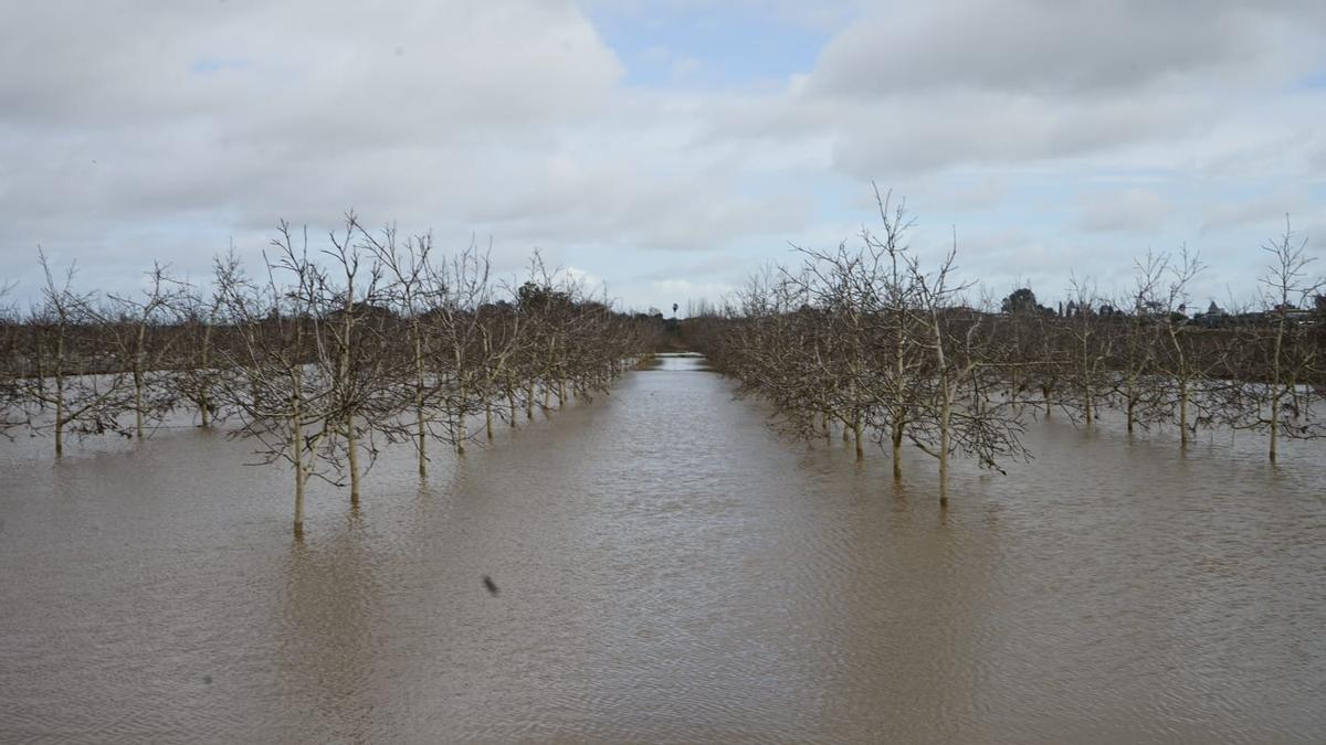 Árboles (tal vez almendros) en Gévora, cubiertos de agua.