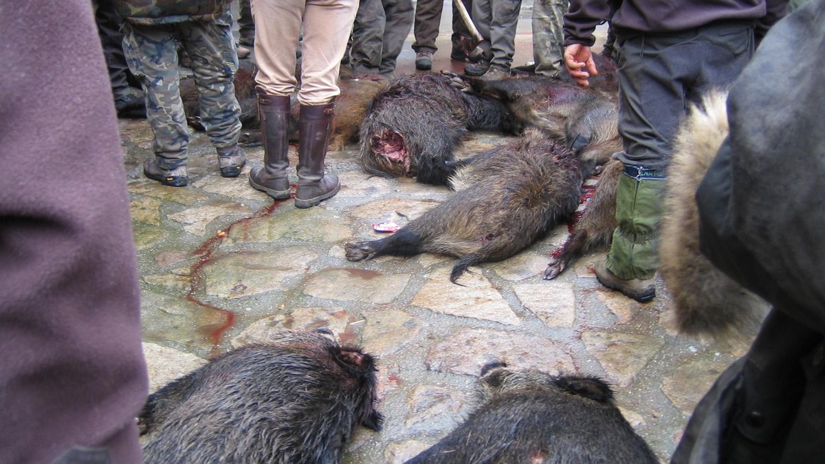 Jabalíes abatidos en una montería organizada en Arribes del Duero