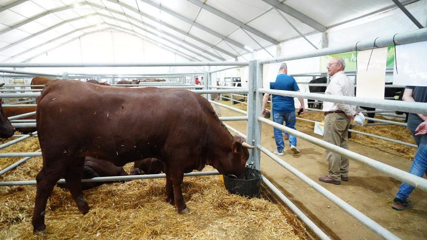 La Feria Agroganadera de Los Pedroches arranca con el optimismo aportado por las lluvias