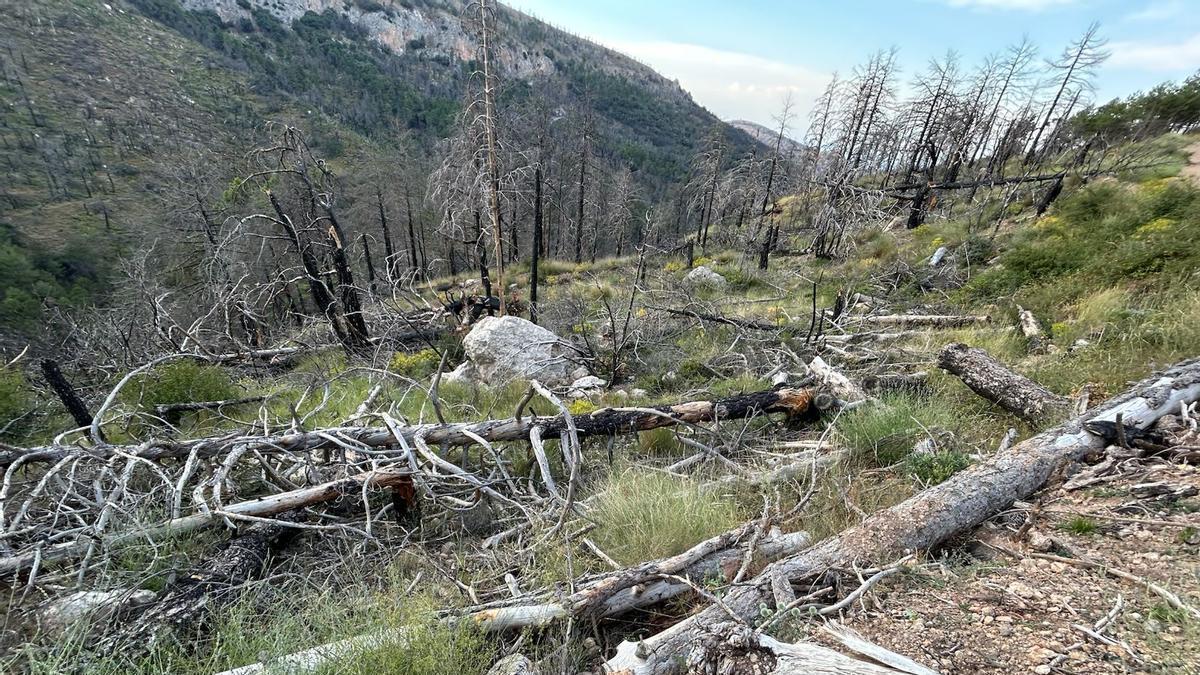 Estado que presenta el monte en la actualidad, cuatro años después del incendio forestal de Bejís que quemó alrededor de 20.000 hectáreas en el Alto Palancia.