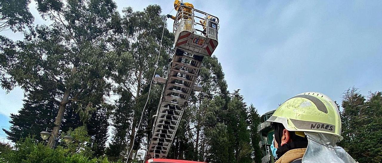 Bomberos retirando un nido de avispa asiática en las inmediaciones del Instituto Oftalmológico Fernández-Vega el pasado mes de octubre.