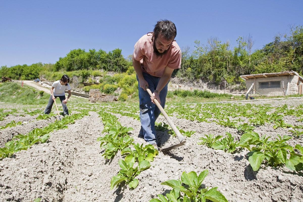 Plantación ecológica en Salcedo (Álava).