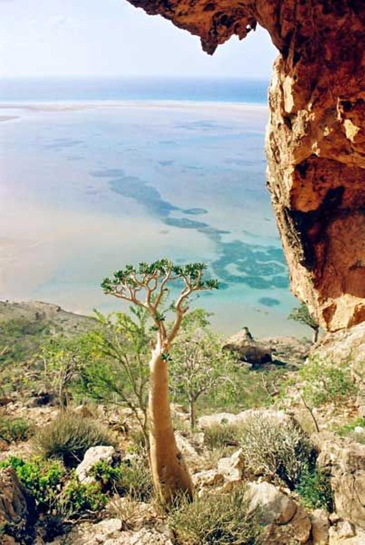 Isla Socotra