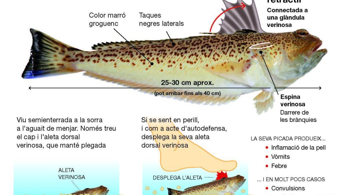 Peix aranya: un animal amb un perillós verí que pot arribar a ser mortal