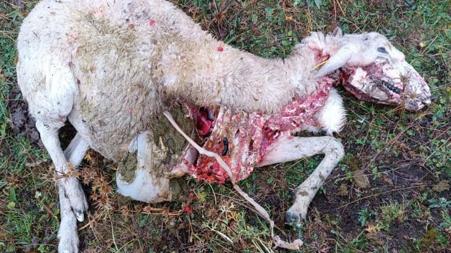 Una de las ovejas muertas que fueron atacadas en la madrugada del viernes en el monte entre Tramacastilla y Sandiniés. | EL PERIÓDICO