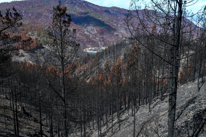 Reportaje sobre las zonas quemadas tras dos meses