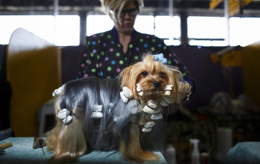 Competició de bellesa canina als EUA