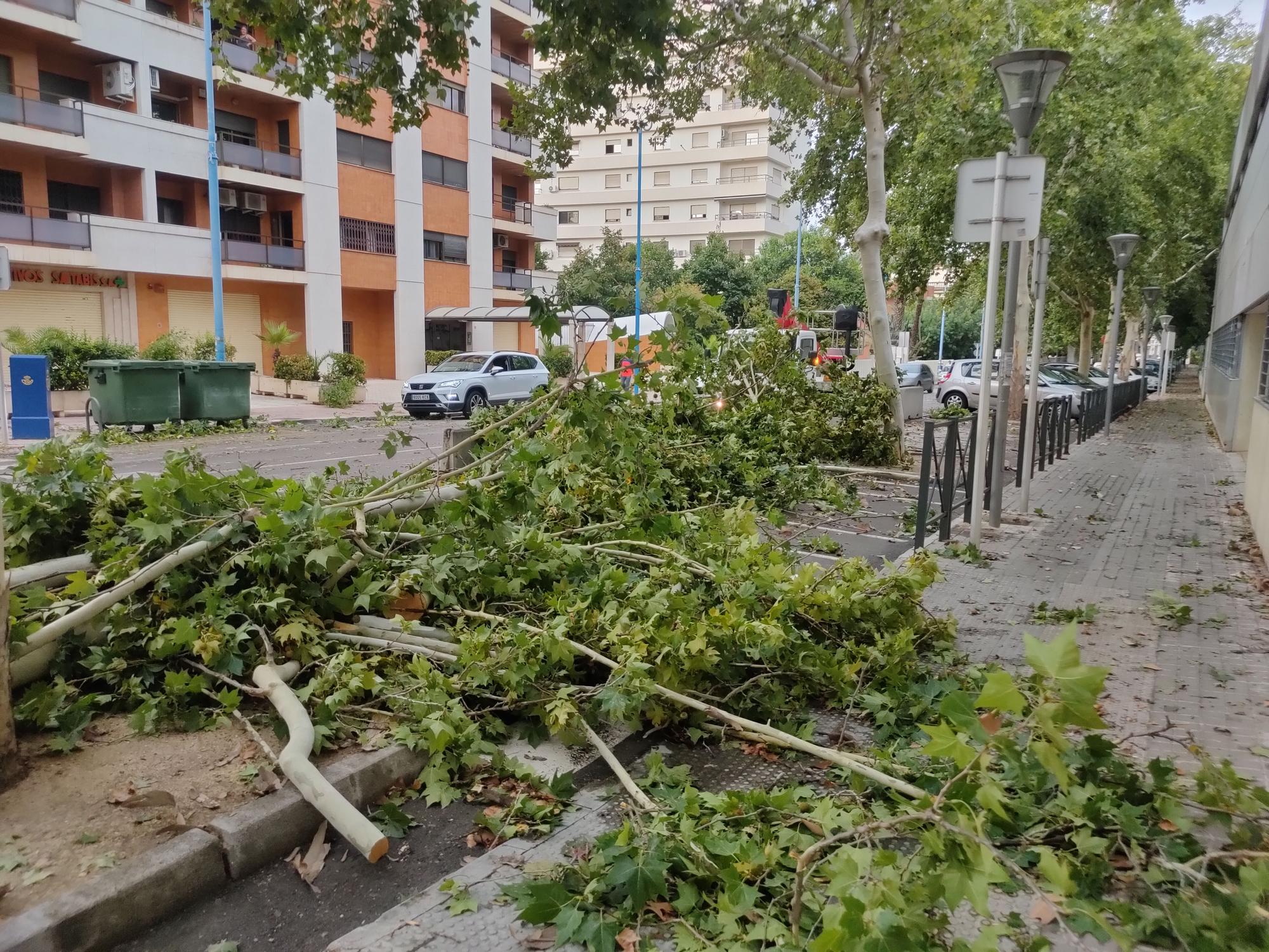 Ramas caídas y árboles arrancados en Xàtiva tras la tormenta del fin de semana