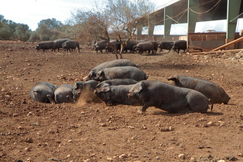 Die Schweine zur Wurst