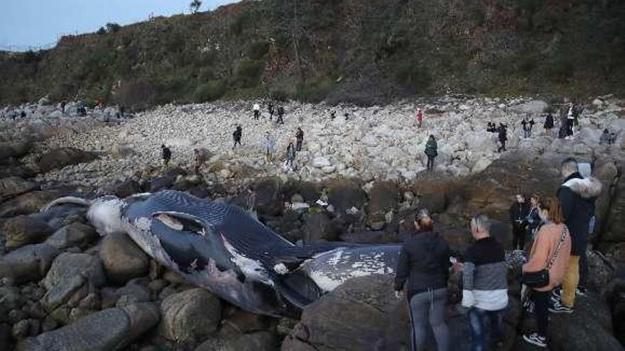 Numerosas personas junto a la ballena varada. // Ricardo Grobas