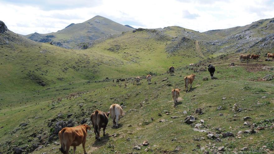 Lena mejora los bebederos en los montes del concejo, afectados por la sequía