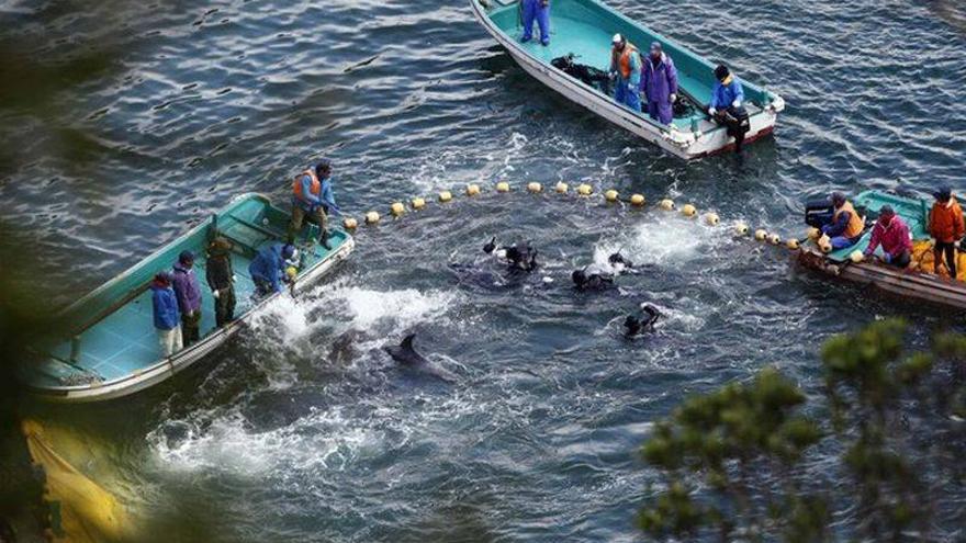 Comienza en Japón una nueva temporada de la controvertida pesca de delfines