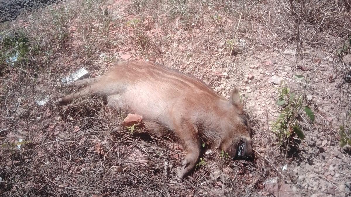 El jabalí coloniza el Xúquer y ya destroza campos muy alejados de las montañas