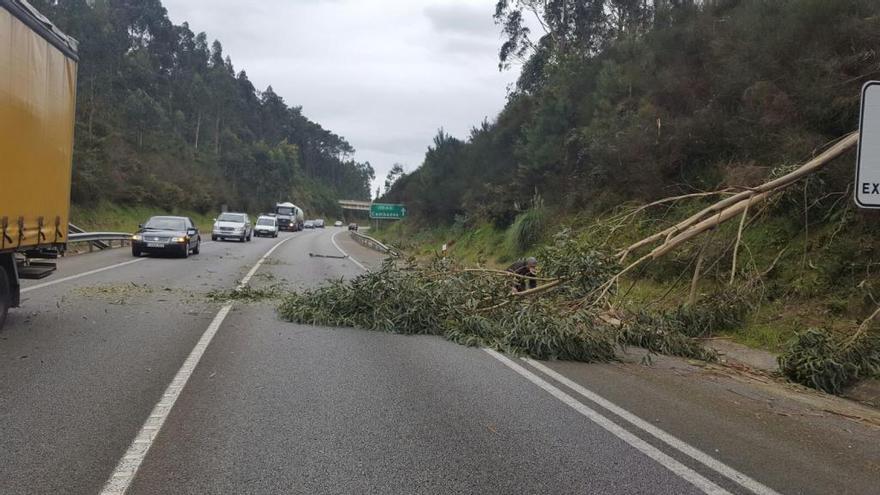 El árbol que talaban unos vecinos cae a la vía rápida en Vilanova y choca contra un coche