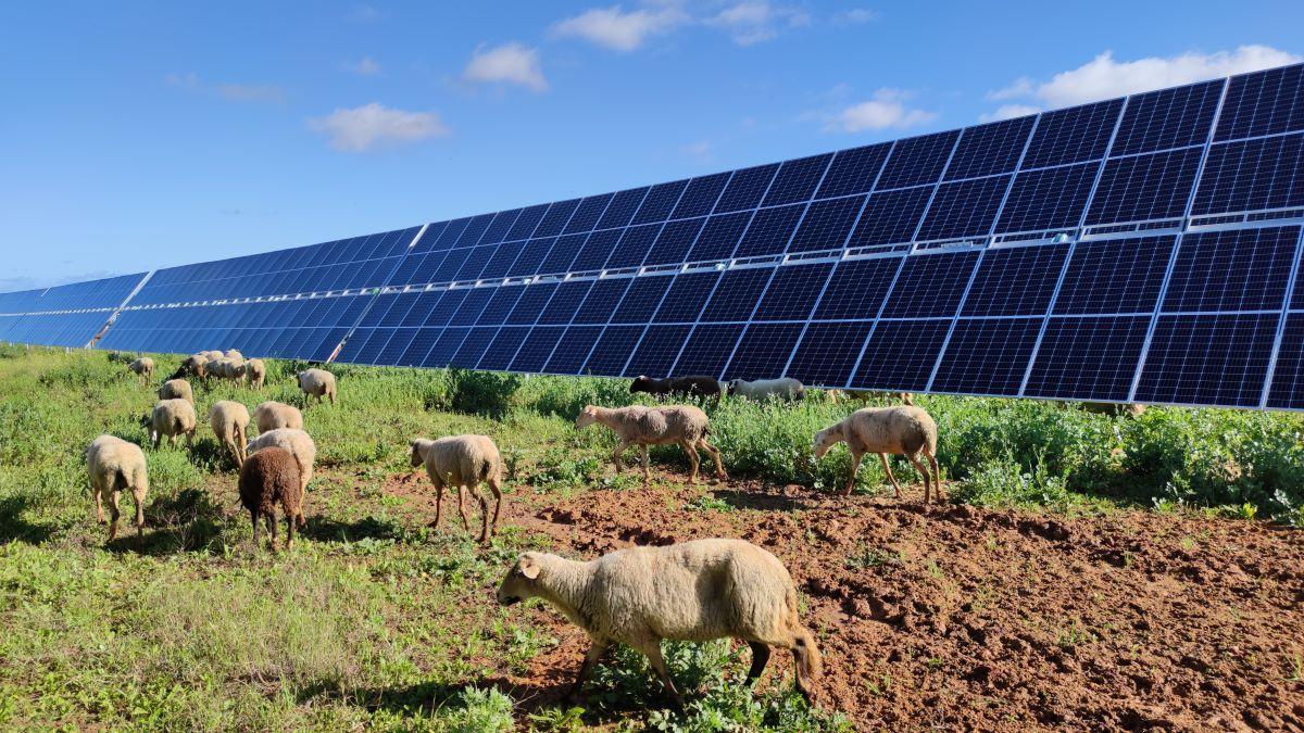 Les ovelles pasturen al parc fotovoltaic de Carmona (Andalusia)